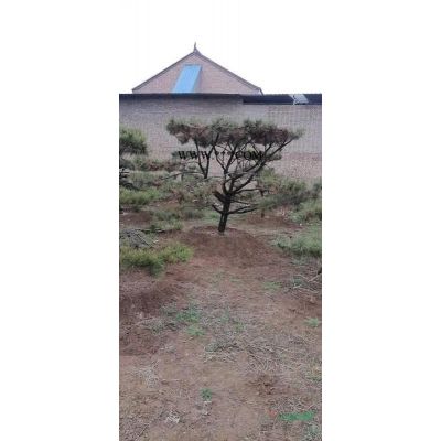 4公分紫薇價格，山西運城精品紫薇價格，紫薇近期市場