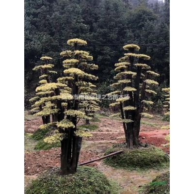 天鵝絨紫薇  美國(guó)玫紅紫薇 叢生紫薇