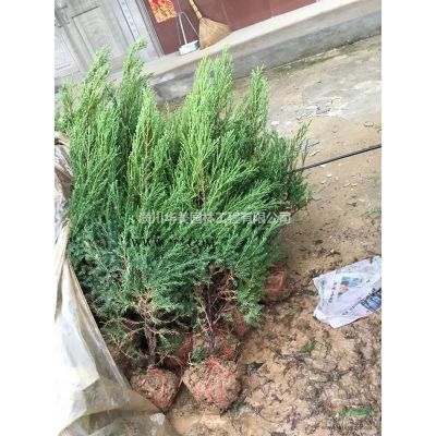 河南綠化種植北欒樹價格180元北欒樹苗售價更新