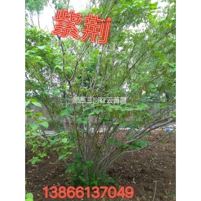 紅葉李2圖片/紅葉李2報價