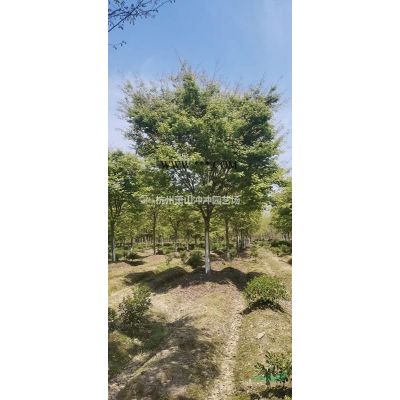 精品櫸樹  各個規格