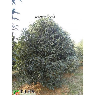 供應(yīng)泡桐_無患子_重陽木苗木