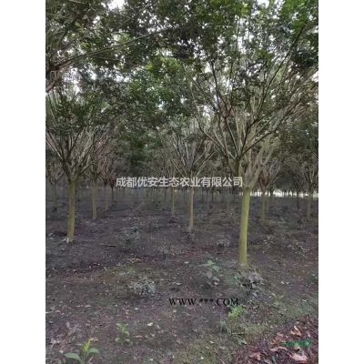 成都欒樹搖錢樹價(jià)格低便宜10公分15公分20公分農(nóng)戶直銷