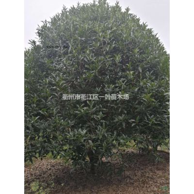 浙江供應(yīng)叢生無患子 衢州叢生無患子規(guī)格*