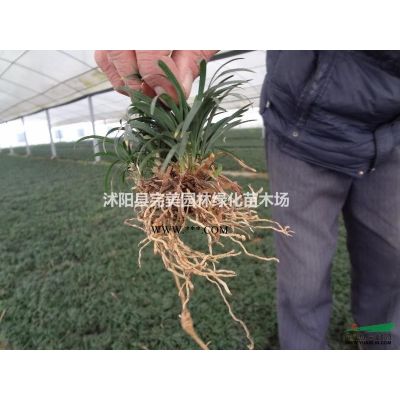 供應多種規格1-15公分櫻花