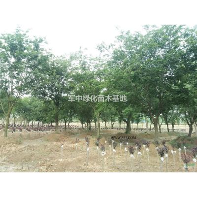 1一60公分樸樹基地/樸樹價格/樸樹圖片/樸樹產地/行情