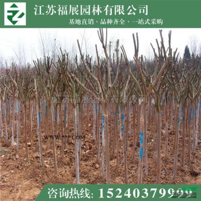 江蘇櫻花樹(shù)價(jià)格  櫻花樹(shù)照片  櫻花樹(shù)產(chǎn)地