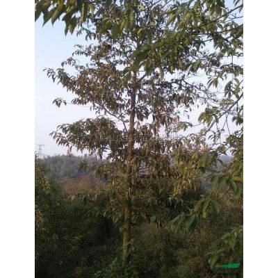 樸樹1到50公分 (6)*新價格/樸樹1到50公分 (6)報價