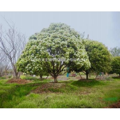 江蘇櫻花樹哪里好/就找句容市天王鎮長成苗木