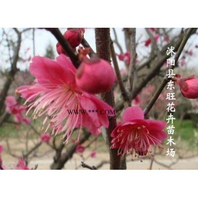樸樹