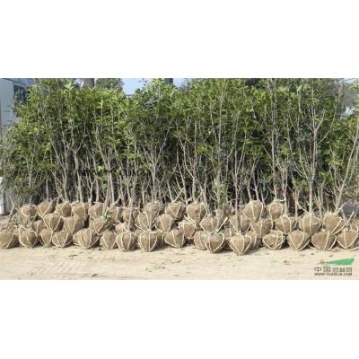 供應叢生烏桕移栽容器苗熟貨夏季*先、叢生烏桕規格50-200公分..