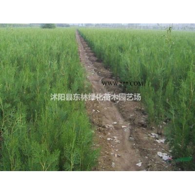 供應烏桕價格、烏桕圖片、烏桕產地、烏桕綠化苗木苗圃基地直銷