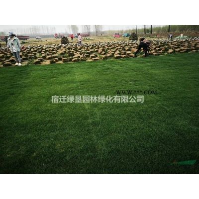 低價供應大小規格合歡 江蘇合歡價格 合歡基地直銷
