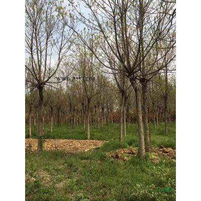 江蘇地區(qū)供應(yīng)全冠重陽木15–20公分2000株