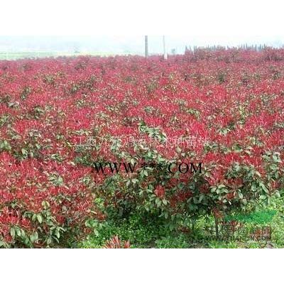 重陽木 江西重陽木報價 重陽木規(guī)格*
