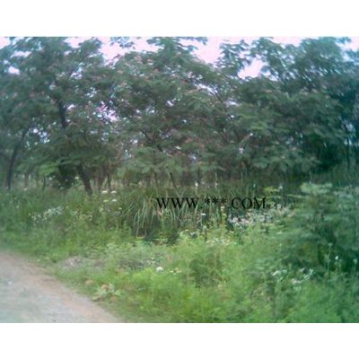 供應(yīng)10-25公分楓香