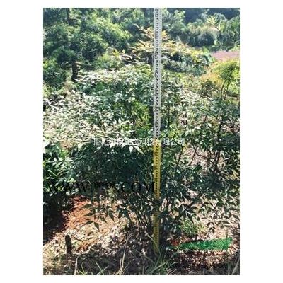 楓香 法桐 法國冬青 楓楊 豐花月季 法國梧桐 扶芳藤