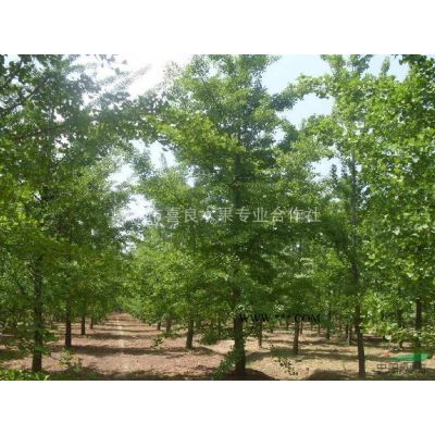 出售大批量各規格優質精品早晚櫻花
