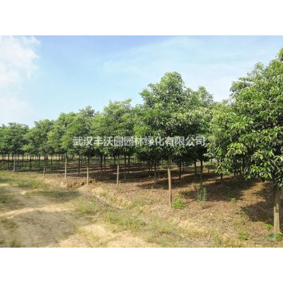 武漢豐沃園園林綠化有限公司自有苗圃基地提供胸徑10-15烏桕