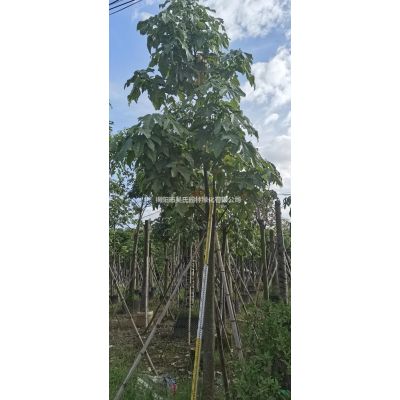 廣東供應烏桕 叢生烏桕 揭陽烏桕基地規格*