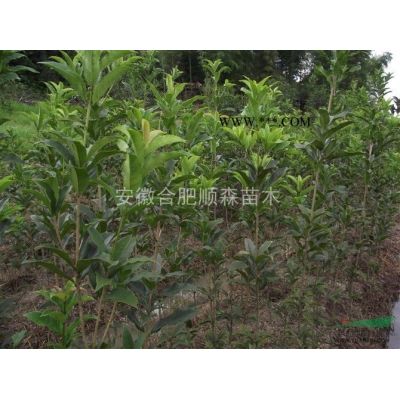 合肥烏桕