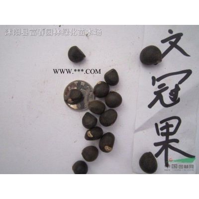 北美楓香，北美楓香苗，楓香樹，別名膠皮楓香樹，北美楓香基地