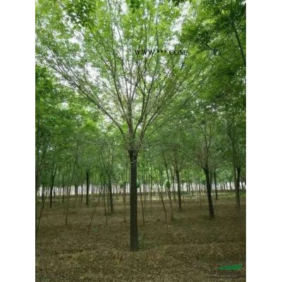 叢生白蠟基地，叢生白蠟價格，叢生白蠟