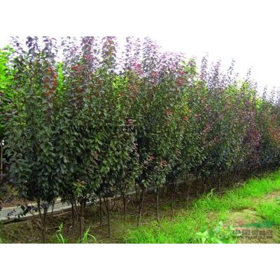 山東白蠟3*新報(bào)價(jià)/白蠟3圖片