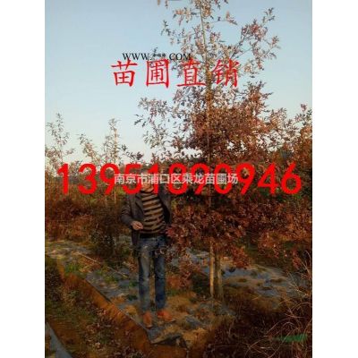 14公分烏桕
