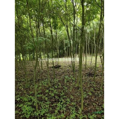 優質特價江西烏桕小苗 九江烏桕小苗產地直銷
