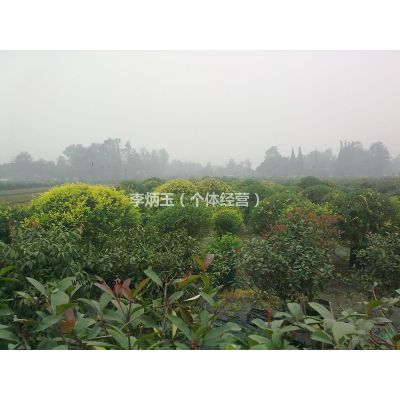 出售6-7公分的金合歡.金合歡批發價格.金合歡種植基地