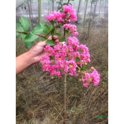 出售8-12公分金合歡-低價出售-產(chǎn)地直供