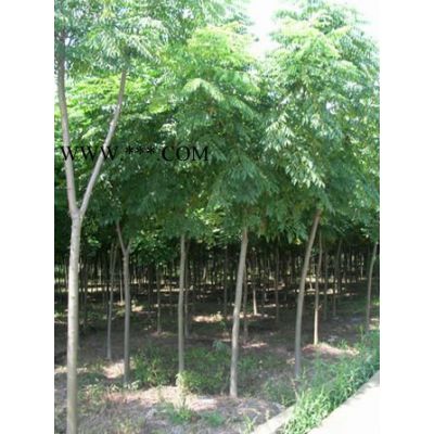 香樟，合歡，櫸樹