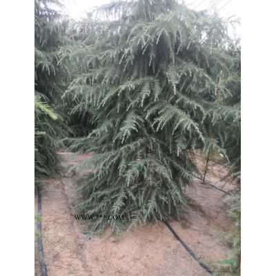 白蠟價格5一20公分老白蠟基地/白蠟圖片/白蠟行情
