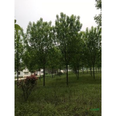 白蠟