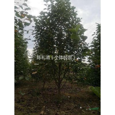 本苗圃長期供應大小規格水杉，白玉蘭，樸樹，三角楓等等綠化苗木