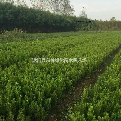 供應大葉女貞、合歡、法桐、重陽木、黃連木、香樟、櫻花、紅楓