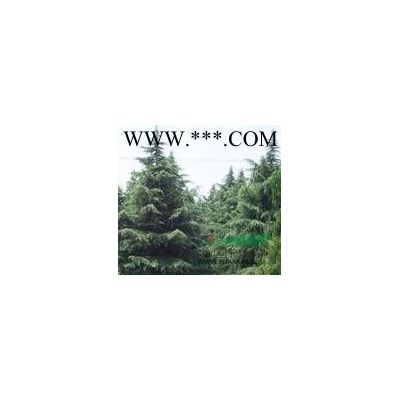 10-25公分合歡報價南京合歡銷售基地