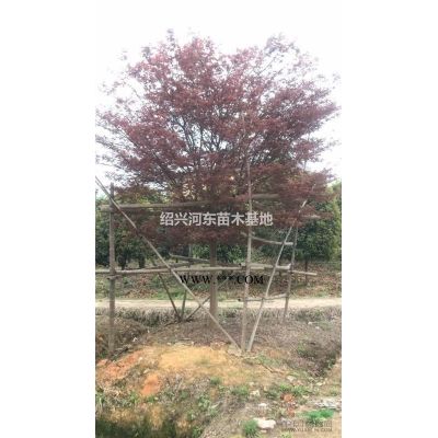 浙江嵊州供應烏桕 精品烏桕 烏桕報價