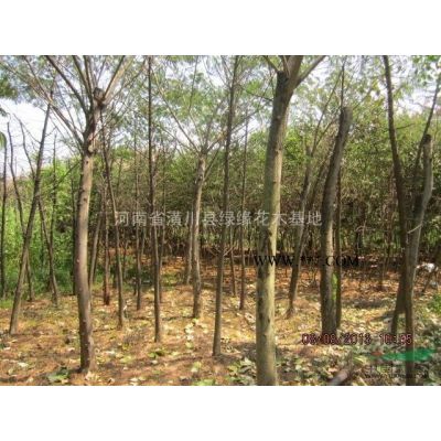 合歡產地，10公分合歡價格，合歡的綠化效果圖片，河南合歡基地
