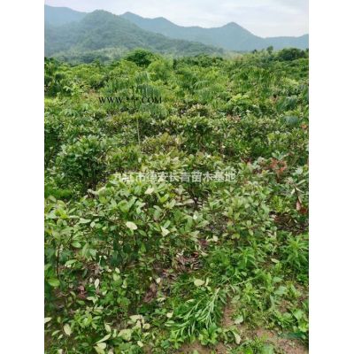 九江地區(qū)大量供應當年合歡小苗