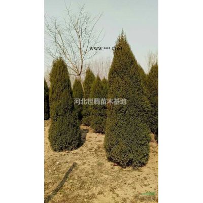 河北速生白蠟   速生白蠟價格 速生白蠟苗