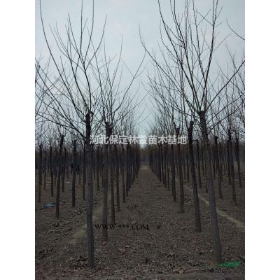 8公分龍爪槐，河北保定，質優價廉