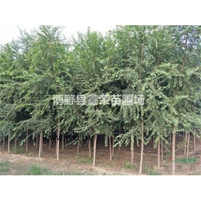 保定龍爪槐 河北龍爪槐 龍爪槐基地