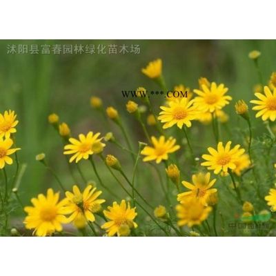 直銷喬木-白皮松，白皮松直銷基地，又名虎皮松、三針松，白果松