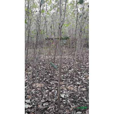 河南河南白皮松*新報(bào)價(jià)/河南白皮松圖片
