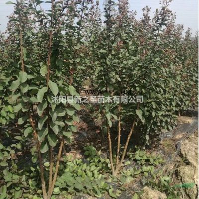 出售烏桕--基地直銷苗--價格低質量好