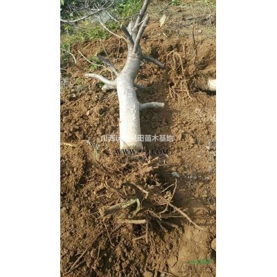 8公分白蠟8公分白蠟價格·8公分白蠟圖片8公分白蠟價格更新