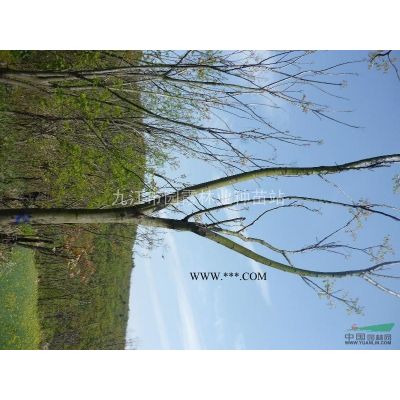 楓香樹