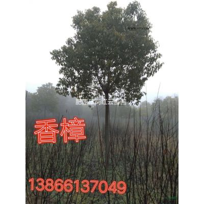 樸樹4圖片/樸樹4報價